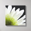 Search for black and white daisy canvas prints Floral