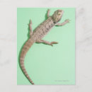 Recherche de barbu cartes postales Animaux