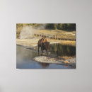 Search for wildlife canvas prints Outdoors
