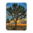 Search for mojave desert magnets Cactus