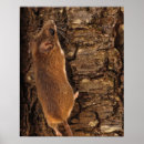 Search for tree mouse posters Nature