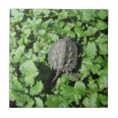 Search for snapping turtle Green