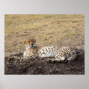 Recherche de cheetah posters Chat