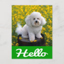 Search for bichon frise postcards Puppy
