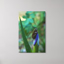 Search for tree frog canvas prints Amphibian