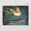Search for constrictor postcards Boa