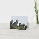 Search for its cards Bird