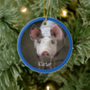 Recherche de porc mignon Cochon