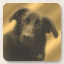 Recherche de yeux chien de dessous de verres Nature