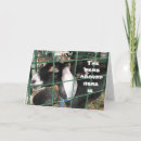 Search for funny goat sayings postcards Birthday