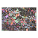 Search for autumn trees art Foliage