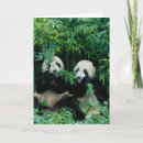 Search for behaviour cards Panda