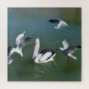 Search for pelican puzzles Wildlife
