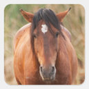 Search for wild mustang stickers Horse