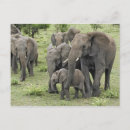 Recherche de troupeau cartes postales Tanzanie