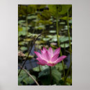 Recherche de fleur lotus rose posters Eau