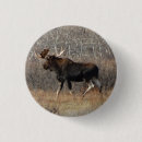 Recherche de orignaux de taureau accessoires Faune