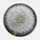 Search for puff magnets Flower