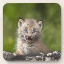Search for lynx coasters Nature