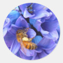 Recherche de hyacinthe autocollants Fleur