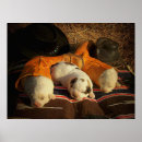 Recherche de selle posters Ferme