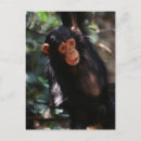 Recherche de chimpanzés cartes postales Chimpanzé commun