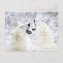 Search for confrontational postcards Nature