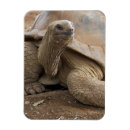 Recherche de terrestre magnets Animal