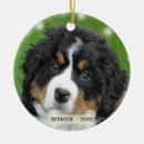 Search for bernese mountain dog ornaments Pet