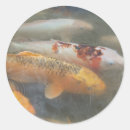 Recherche de koi photographie Carpe