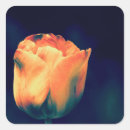 Search for orange tulip stickers Thank you