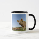 Search for baby pig mugs Nature