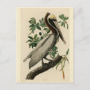 Recherche de pelecanus cartes postales Oiseau
