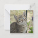 Search for kittens note cards Baby