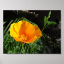 Recherche de pavot photographie Plantes