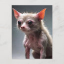 Recherche de chat idiot cartes postales Drôle