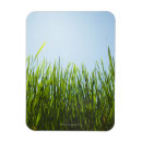Search for tall grass Outdoors