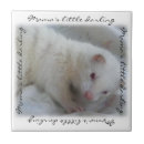 Search for albino Animal