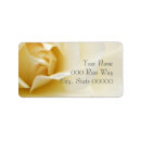 Search for single white rose Simple