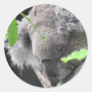 Recherche de koala australien autocollants L'australie