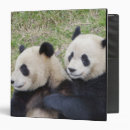 Search for endangered binders Fauna