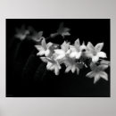 Search for jasmine flowers art Tropical