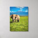 Search for tanzania Maasai mara national reserve