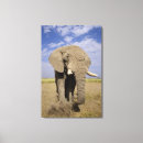 Search for kenya canvas prints Nature