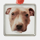Recherche de bull ornements Animal
