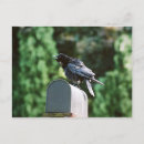 Recherche de crow cartes postales Oiseau