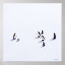 Recherche de petit pingouin posters Nature