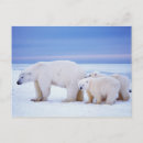 Search for endangered postcards Global warming
