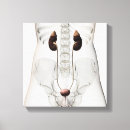 Search for spine canvas prints Anatomy