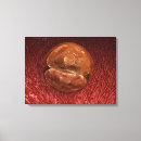 Recherche de mitose posters Science